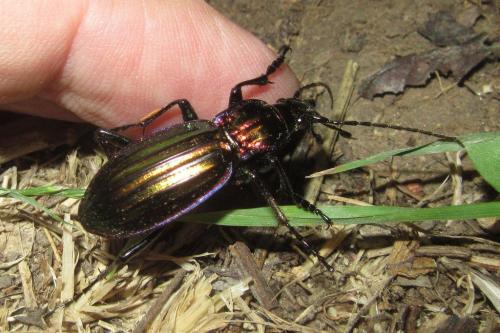 Carabus solieri